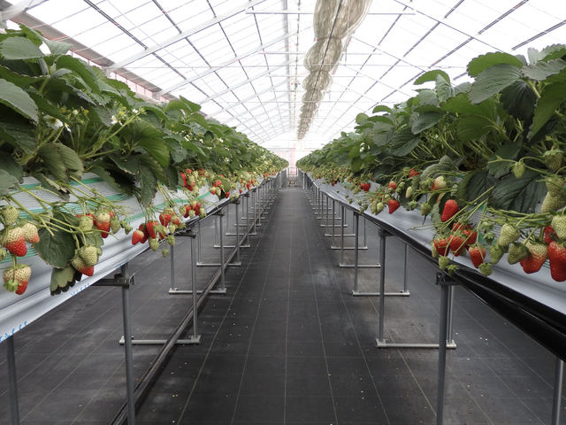 茅ヶ崎ナベヤ苺園の写真1