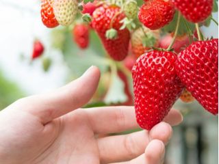 フルーツの里 田原坂の写真1