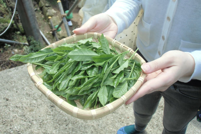 うれしの茶交流館 チャオシルの写真1