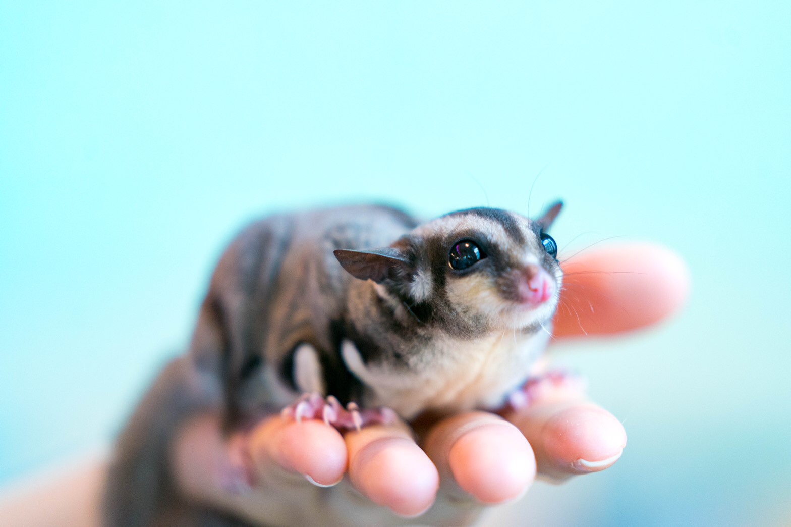 小動物カフェ はなはなの写真1