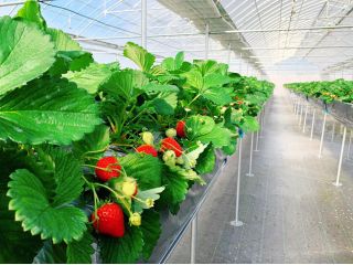 観光農園 サニーズファームの写真1