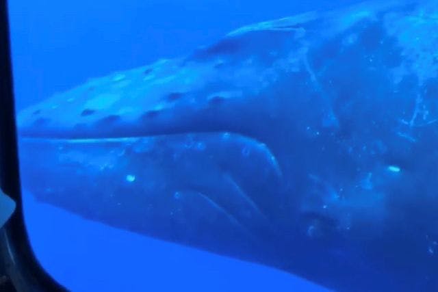 ロコマリンサービス・井出潜水の写真1