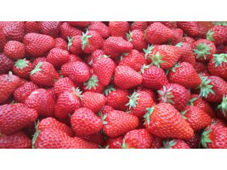 いちご農園こころの写真1