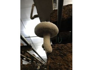 浜田農園の写真1