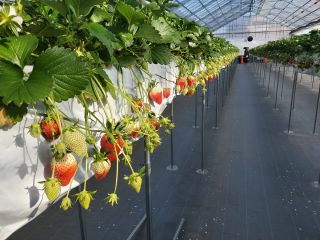 かとういちご園の写真1