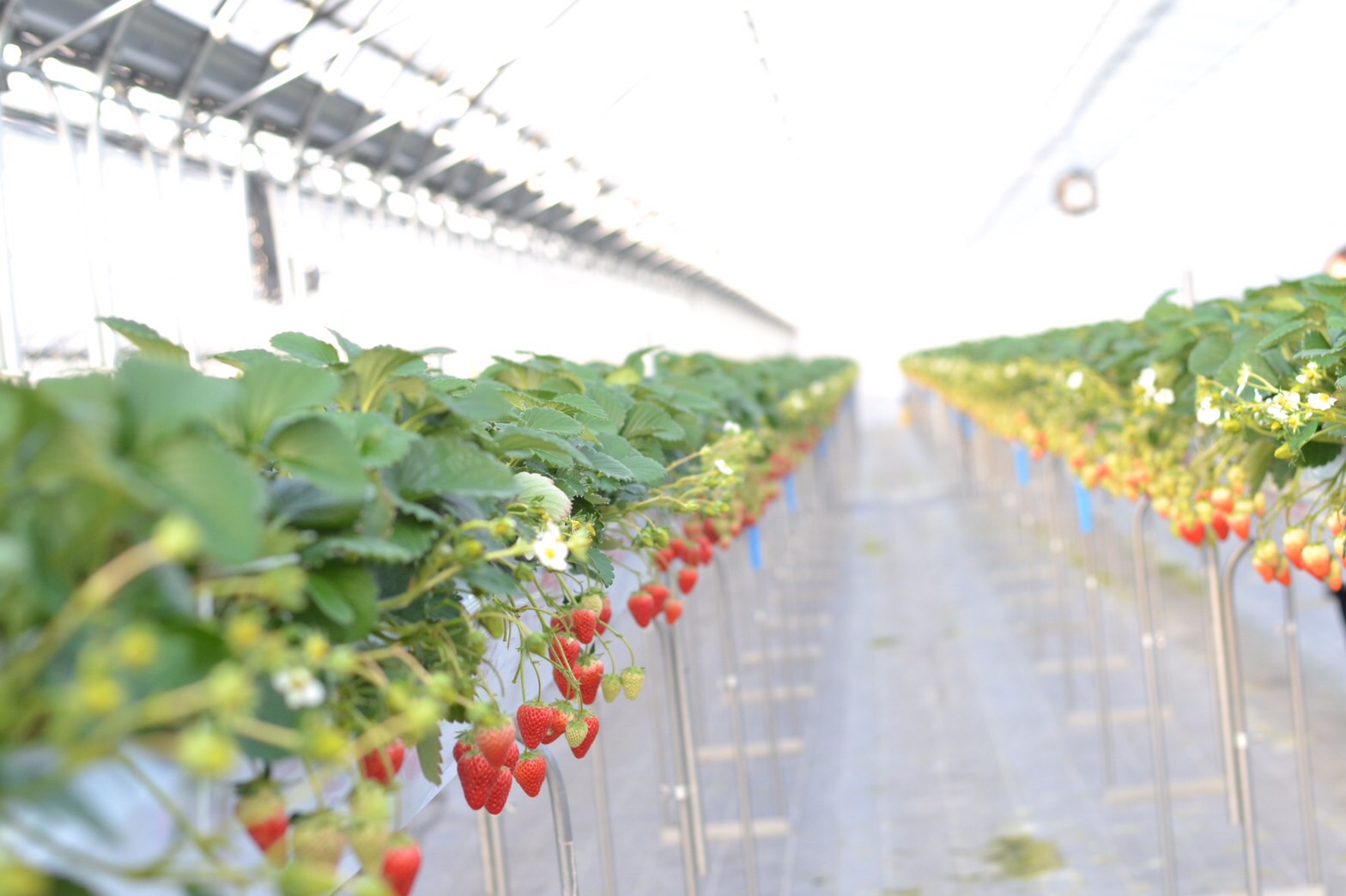 まるおファームの写真1