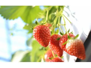 Farm U.S.Aの写真1