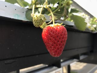 厚木農園 Atsugi-Nouenの写真1