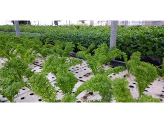 江川グリーンファクトリーの写真1