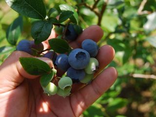 コロコロ農園 庄兵衛の写真1