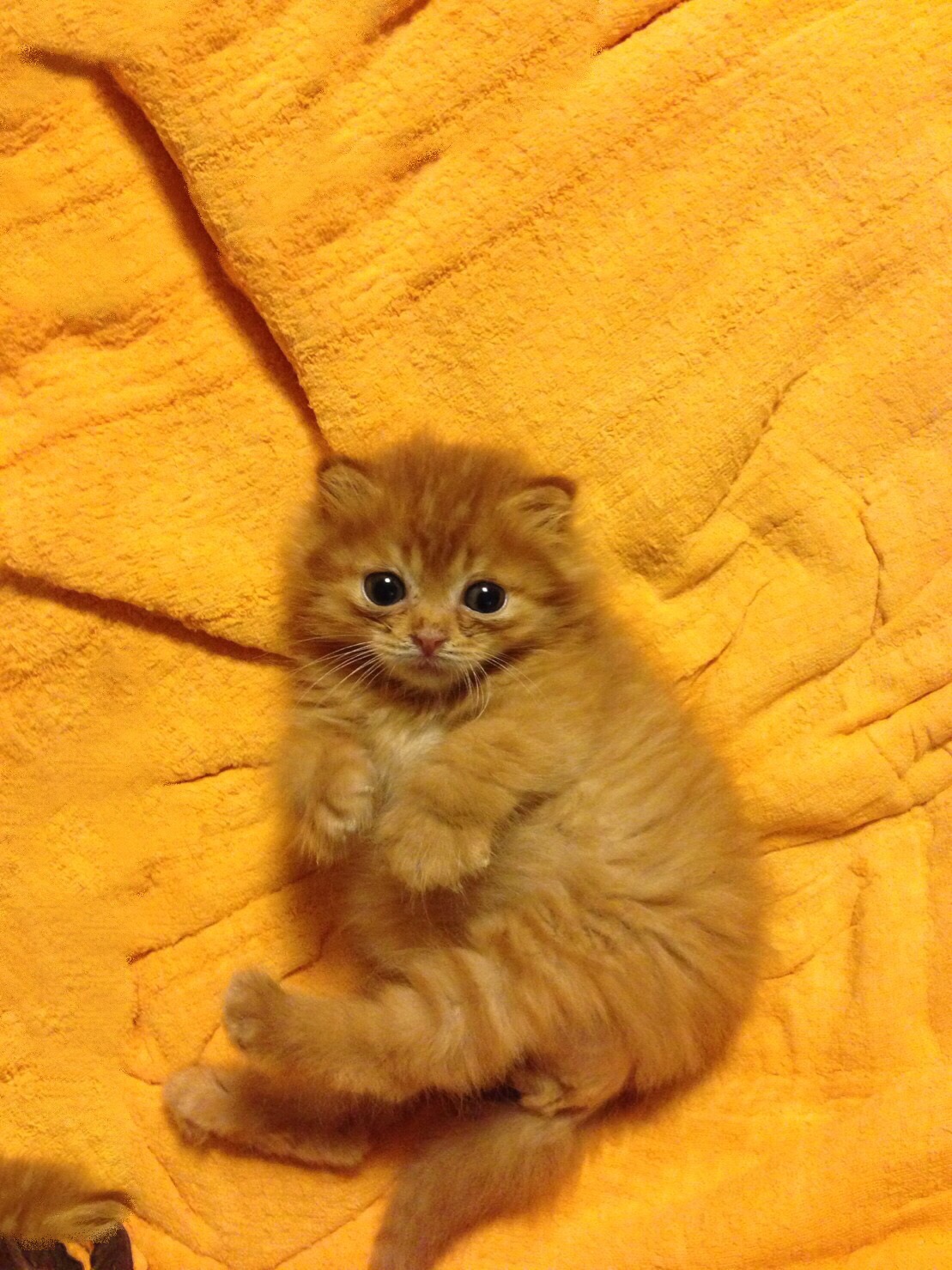 テンプルキャットの写真1