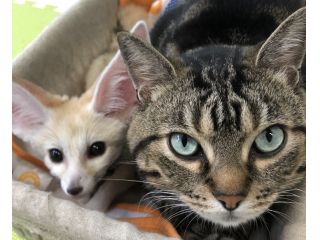 Little Fairy リトルフェアリーの写真1