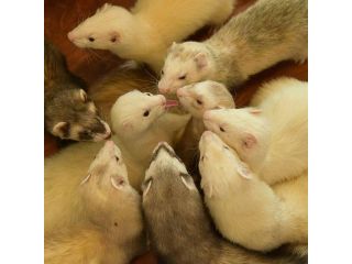 Ferret&Cafe スキップの写真1