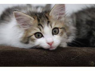 保護ねこcafe Familiaの写真1