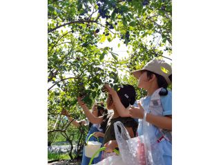 里仁ブルーベリー農園の写真1