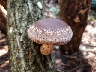 ダチョウ観光農園の写真1