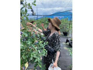いなばブルーベリーガーデンの写真1