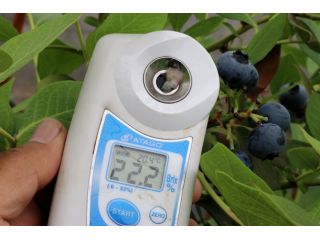 AWA Blueberryファームの写真1