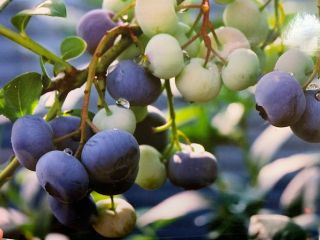 仕出原ブルーベリー園の写真1