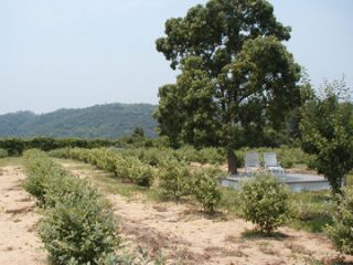 スイートブルーベリーテラスの写真1