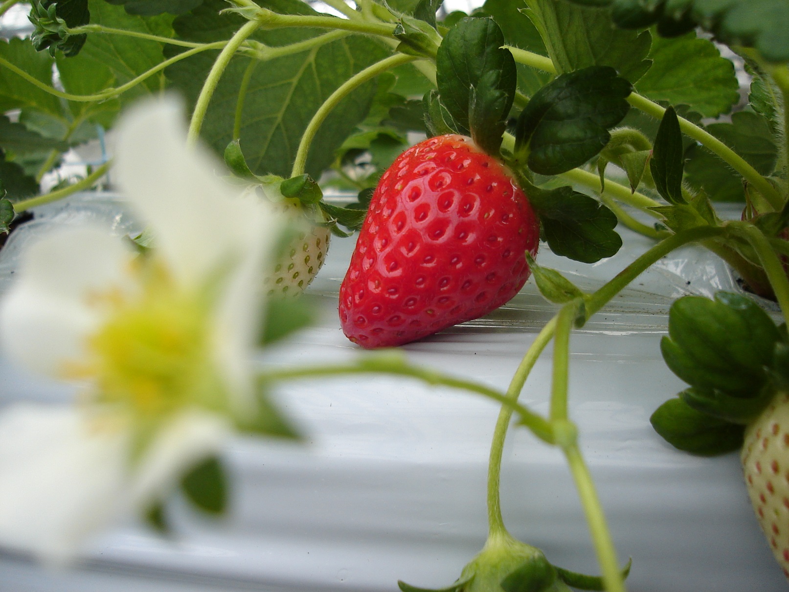 鬼北町農業公社の写真1