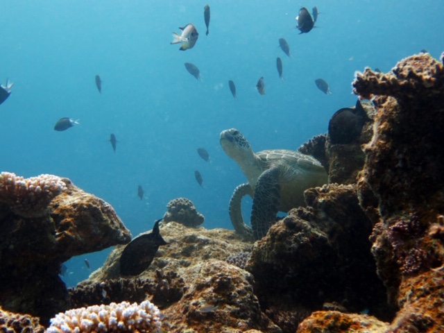 ダイビングCRABの写真1