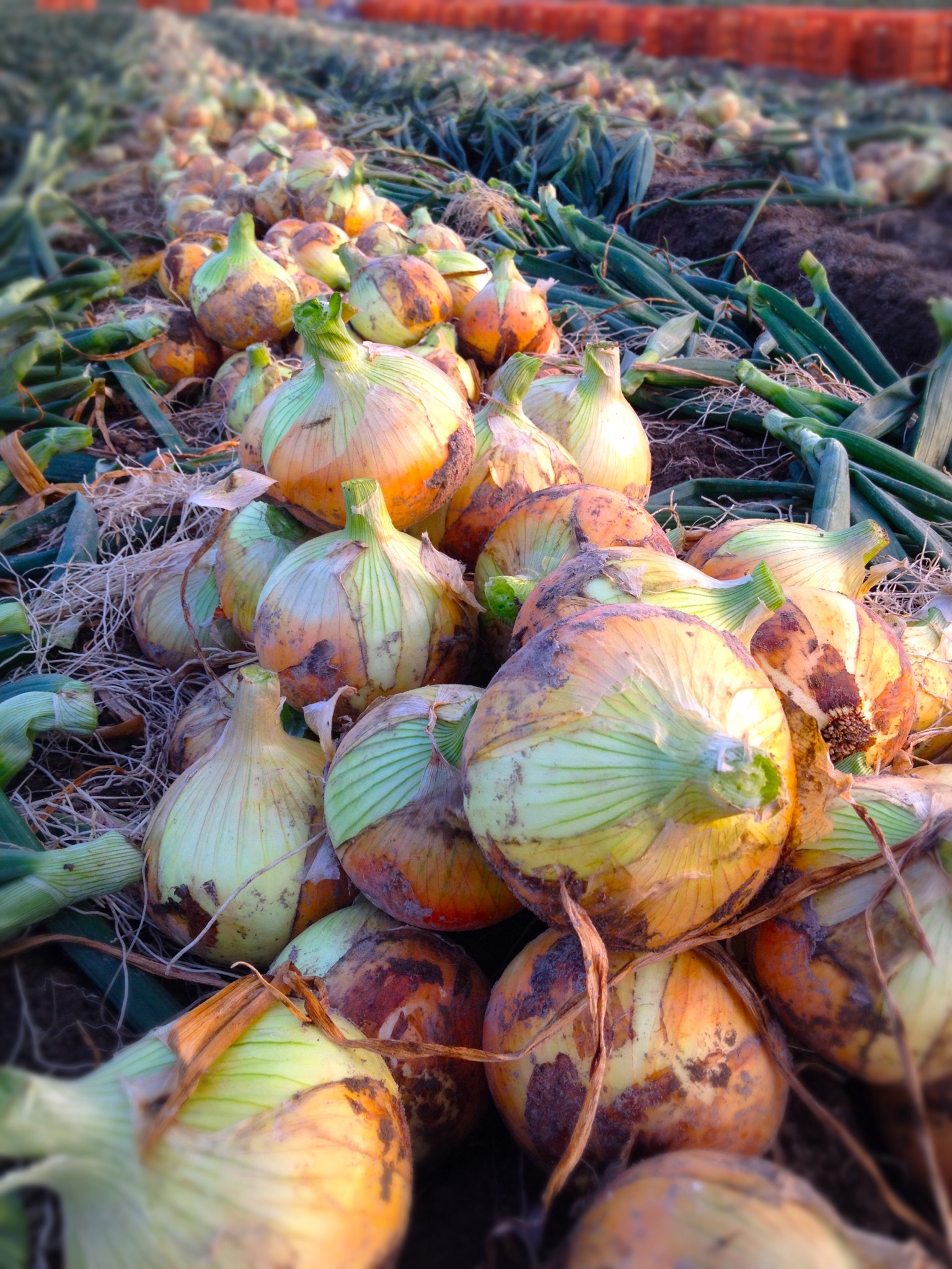 前田農園の写真1