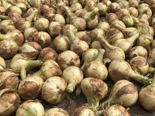 亀川旅館の写真1