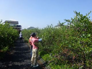 船小屋ブルーベリー農園の写真1