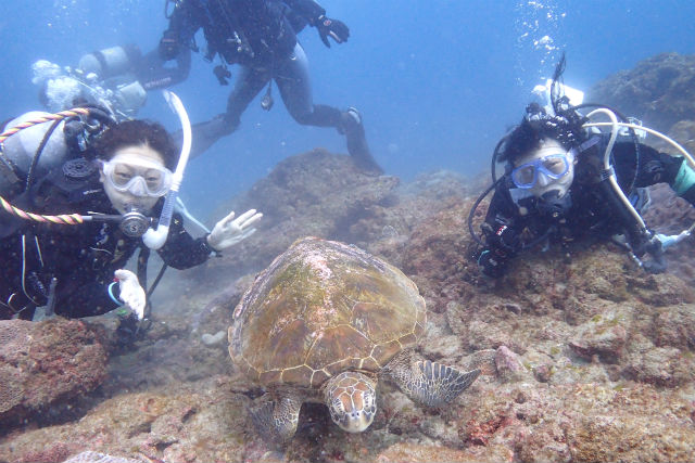 Diving Shop likkle moreの写真1