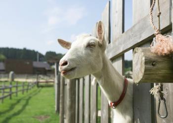 神石高原ティアガルテンの写真1