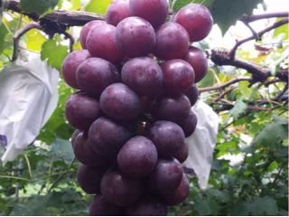 岩元農園の写真1