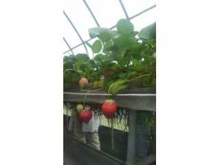 なかま苺農園の写真1