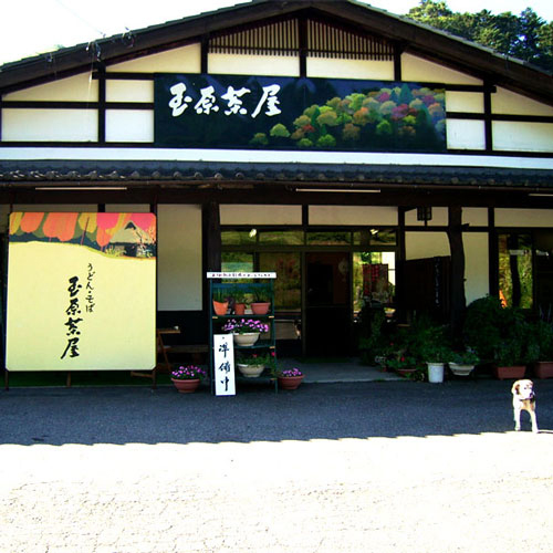 高原の宿 水芭蕉の写真1