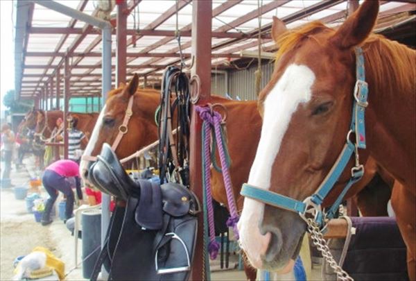 座間近代乗馬クラブの写真1