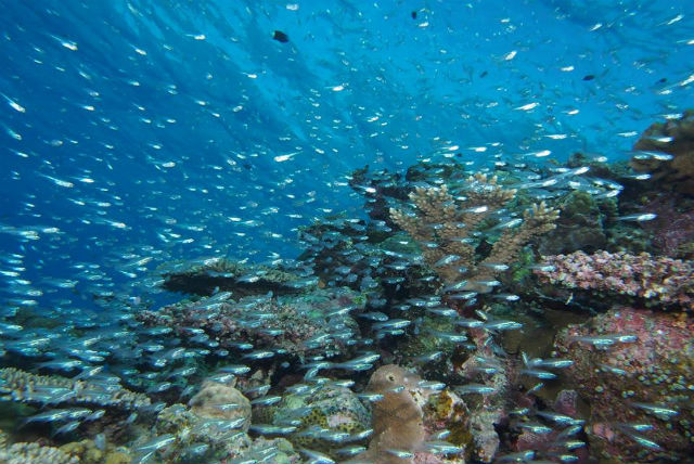 涼海ダイビングセンターの写真1