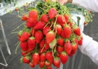 たかぎ村いちご狩り