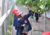 JAそでうらいちご狩り