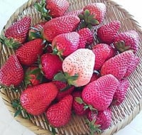 近藤いちご園