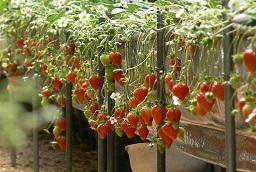 観光農園ファームランド