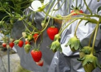 観光農園西山ファーム