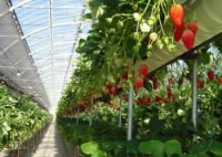 こもろ布引いちご園