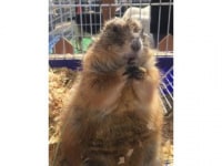 どうぶつcafe　どうぶつとお友だち