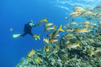 シュノーケリング専門店やーるーや