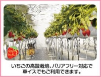 いちごドリーム江南