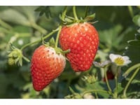 みつばちファーム