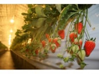 たかおかふぁーむ