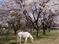 馬っこパーク・いわて