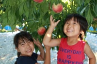 グレープガーデン