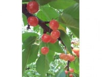 萩原フルーツ農園